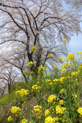 上州の春