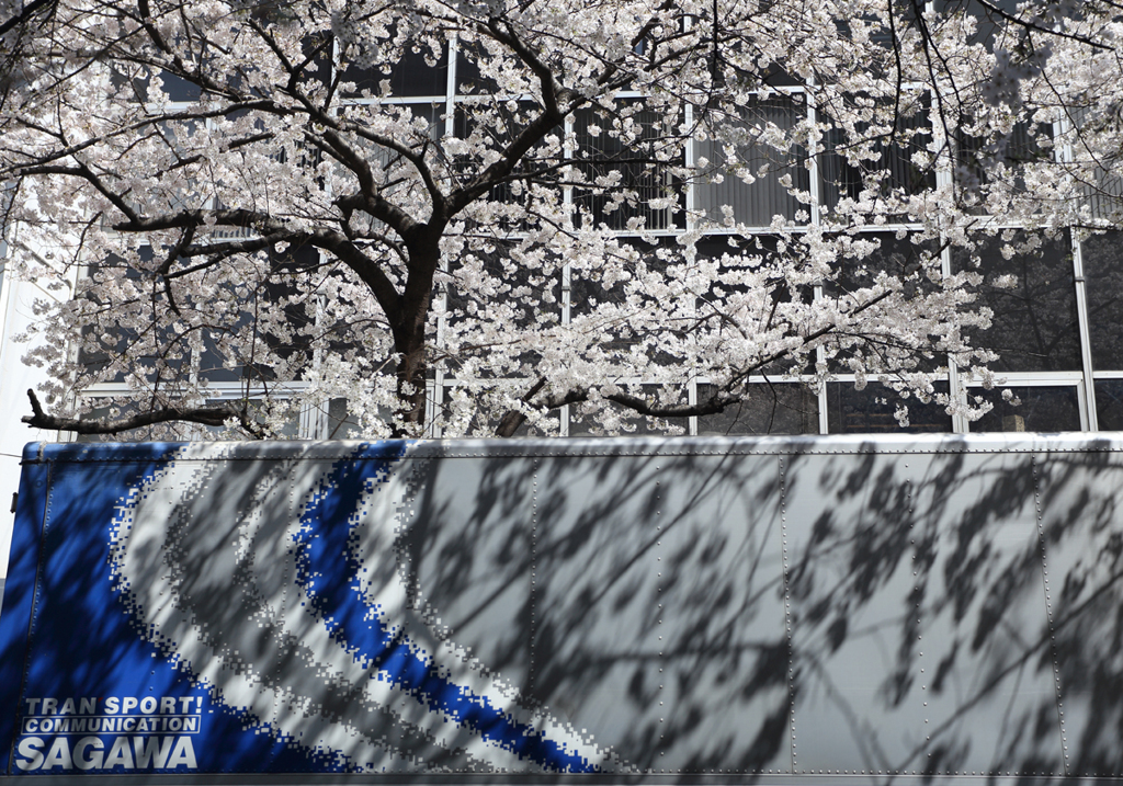 Tokyo cherry trees　桜陰陽