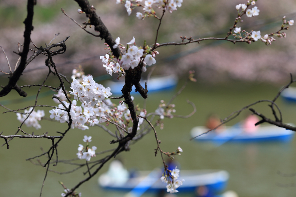 Tokyo cherry trees on the boat