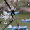 Tokyo cherry trees on the boat