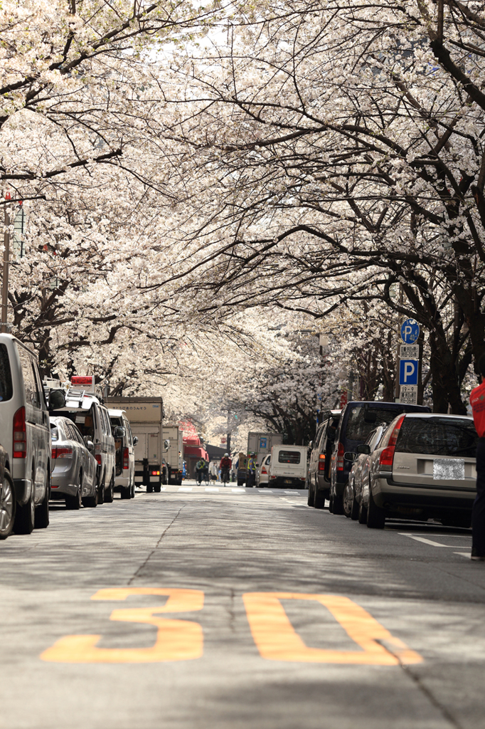 Tokyo cherry trees 日本橋さくら通り