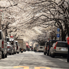 Tokyo cherry trees 日本橋さくら通り