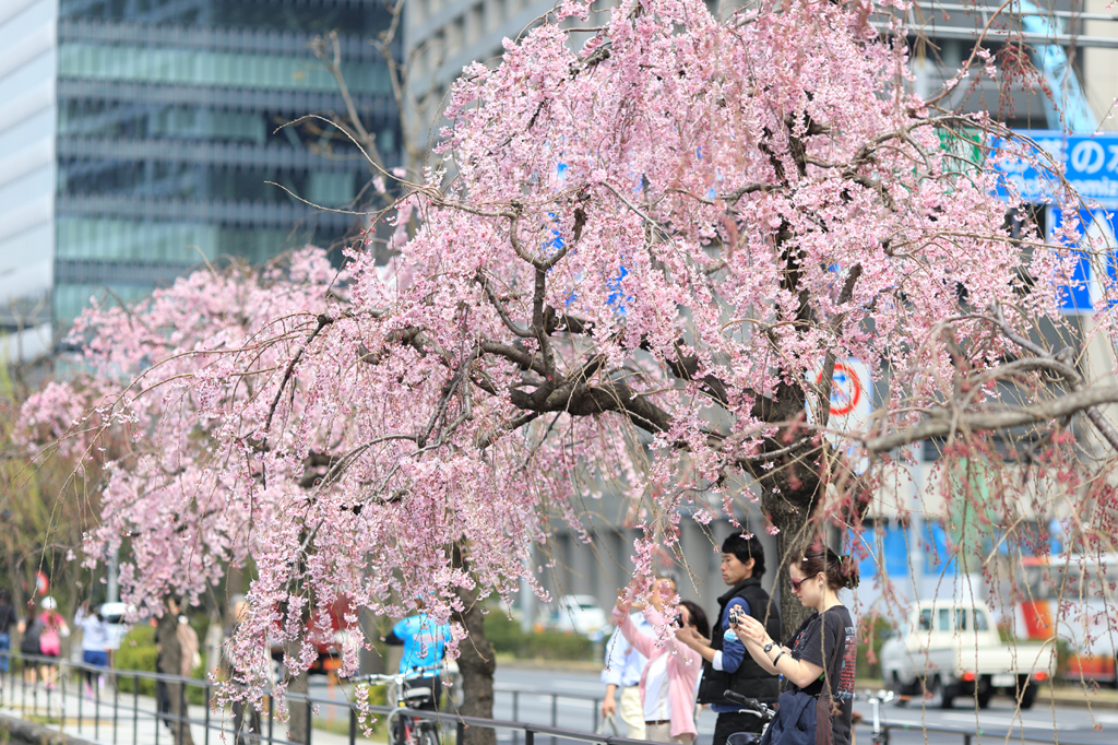 Tokyo cherry trees　taken picture