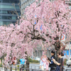 Tokyo cherry trees　taken picture