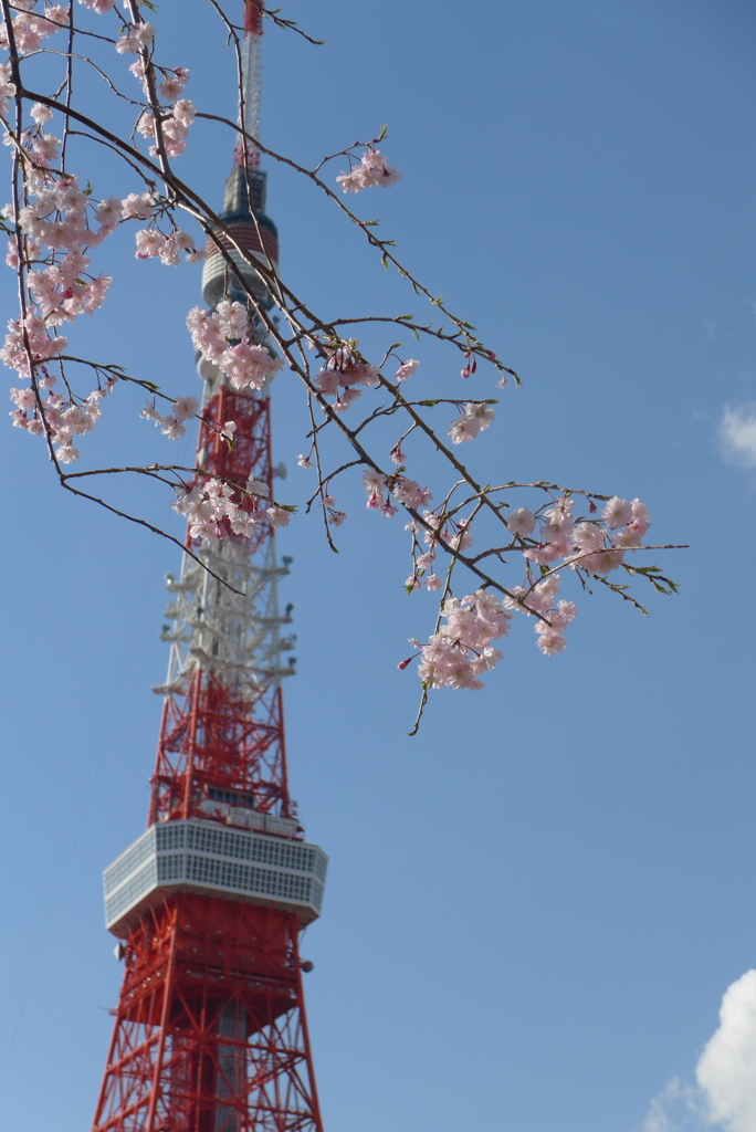 Tokyo cherry trees & Tokyo tower