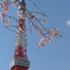 Tokyo cherry trees & Tokyo tower