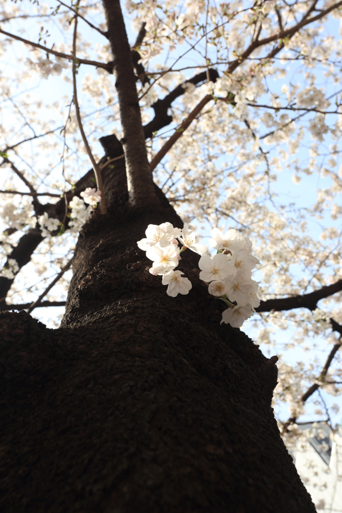 Tokyo cherry trees 春到来