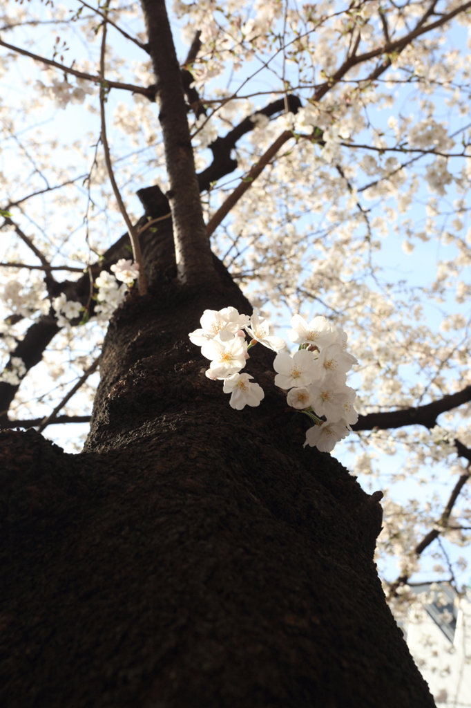 Tokyo cherry trees 春到来