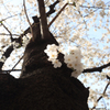 Tokyo cherry trees 春到来