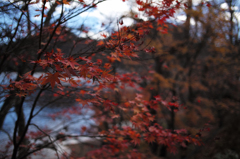 湖畔の紅葉