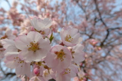 final cherry blossom