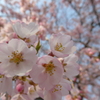 final cherry blossom