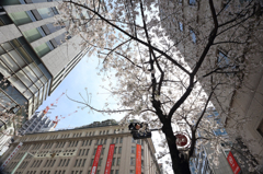Tokyo cherry trees 東京の桜