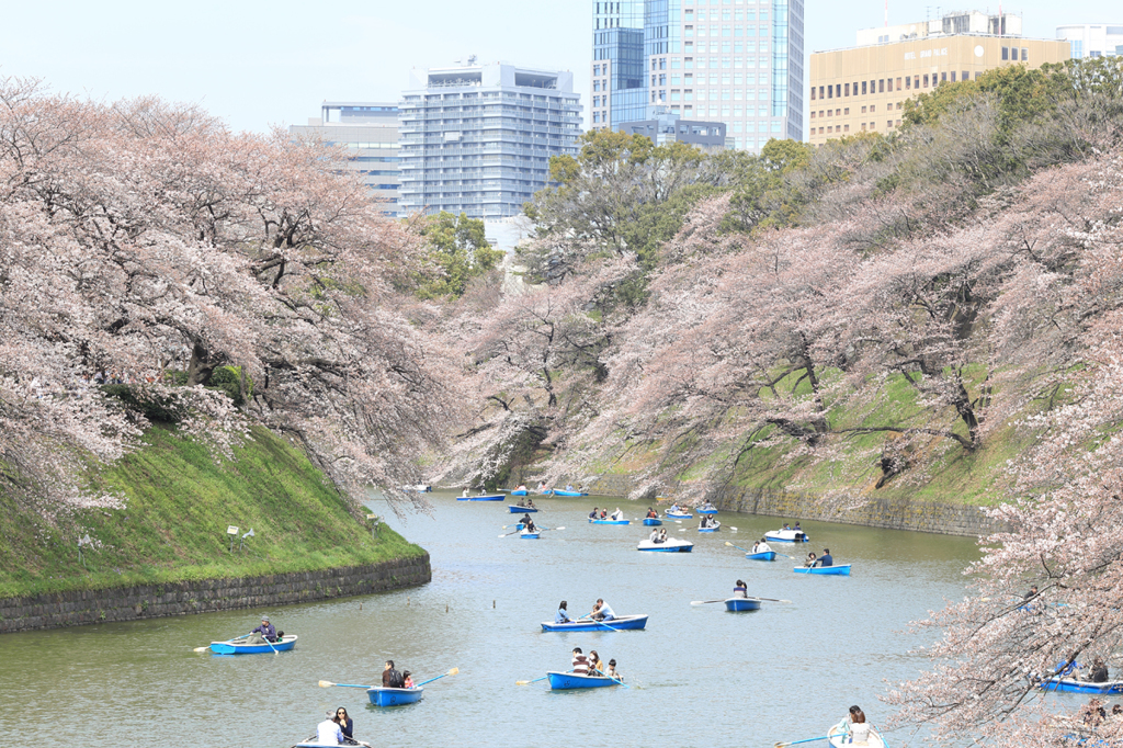 Tokyo cherry trees 千鳥ヶ淵桜模様