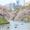 Tokyo cherry trees 千鳥ヶ淵桜模様