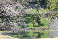 Tokyo cherry trees　お堀桜
