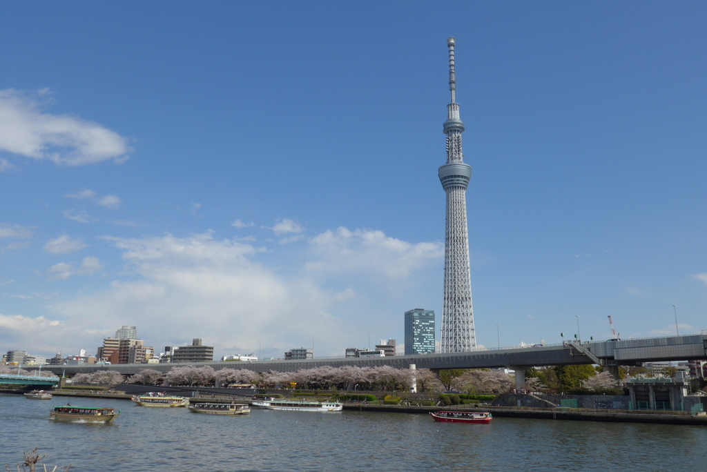 Tokyo cherry trees under the sky tree