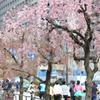 Tokyo cherry trees　皇居ラン