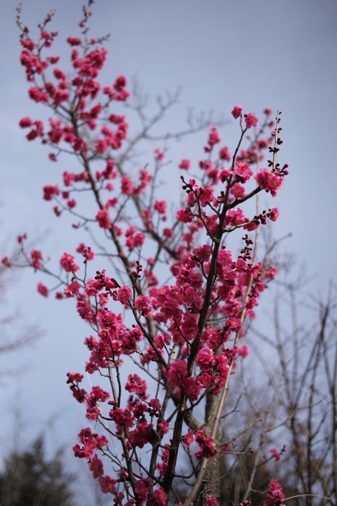 紅梅 2015