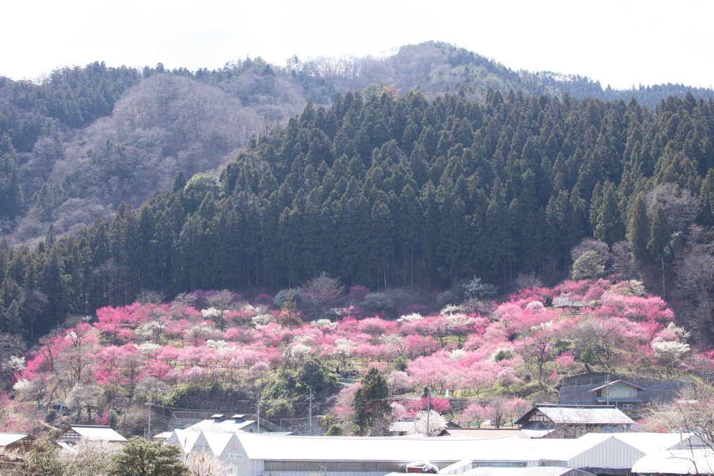山の斜面に咲き誇る