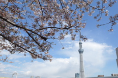 Tokyo cherry trees & Sky tree