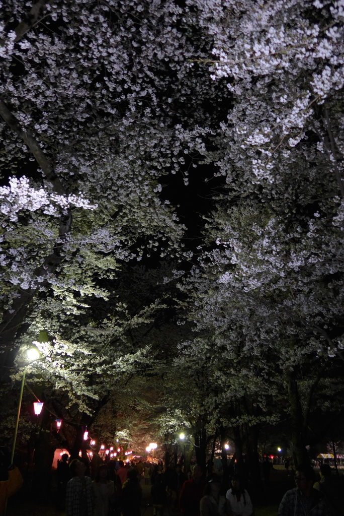 赤城南面千本桜