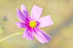 秋の桜