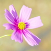 秋の桜