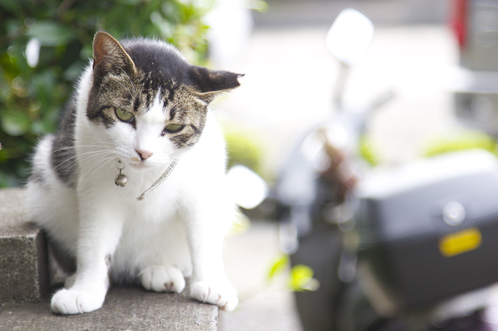 猫日和