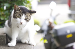 猫日和