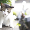猫日和