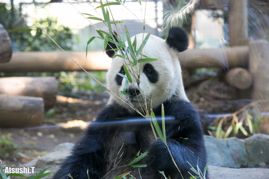 2013年11月8日 上野動物園にて