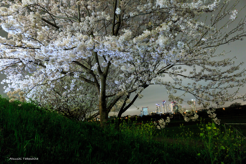 多摩川河川敷夜桜その2