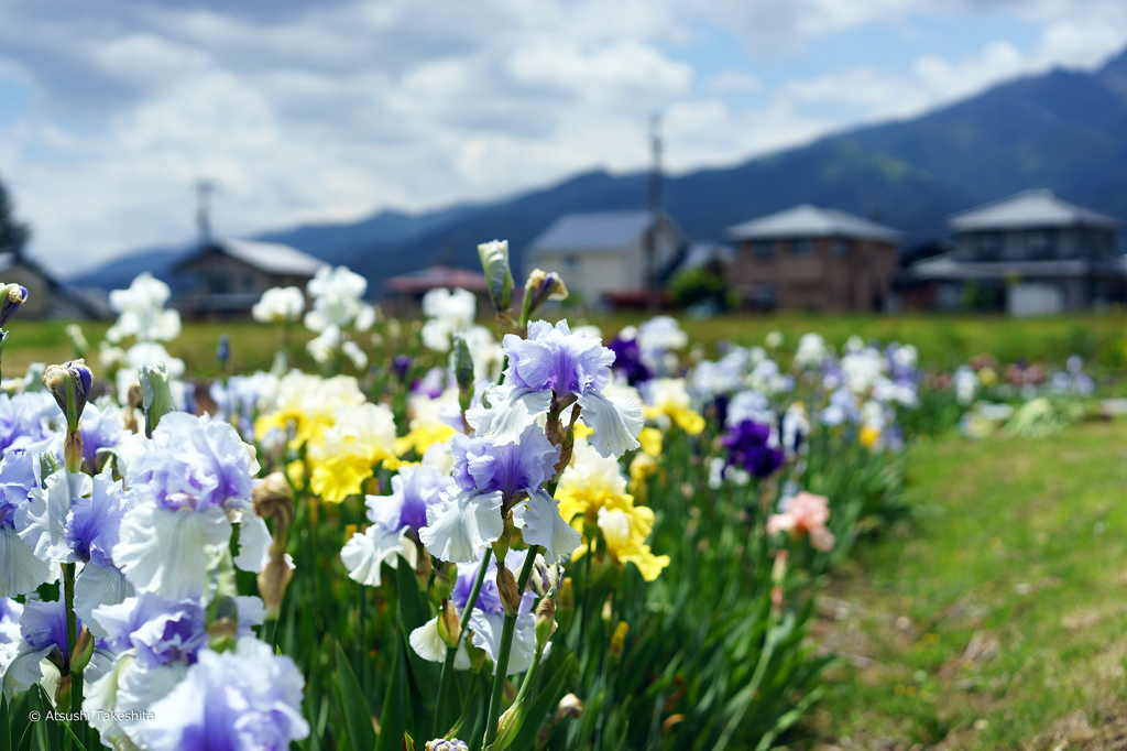 あやめ、みどり、南アルプス