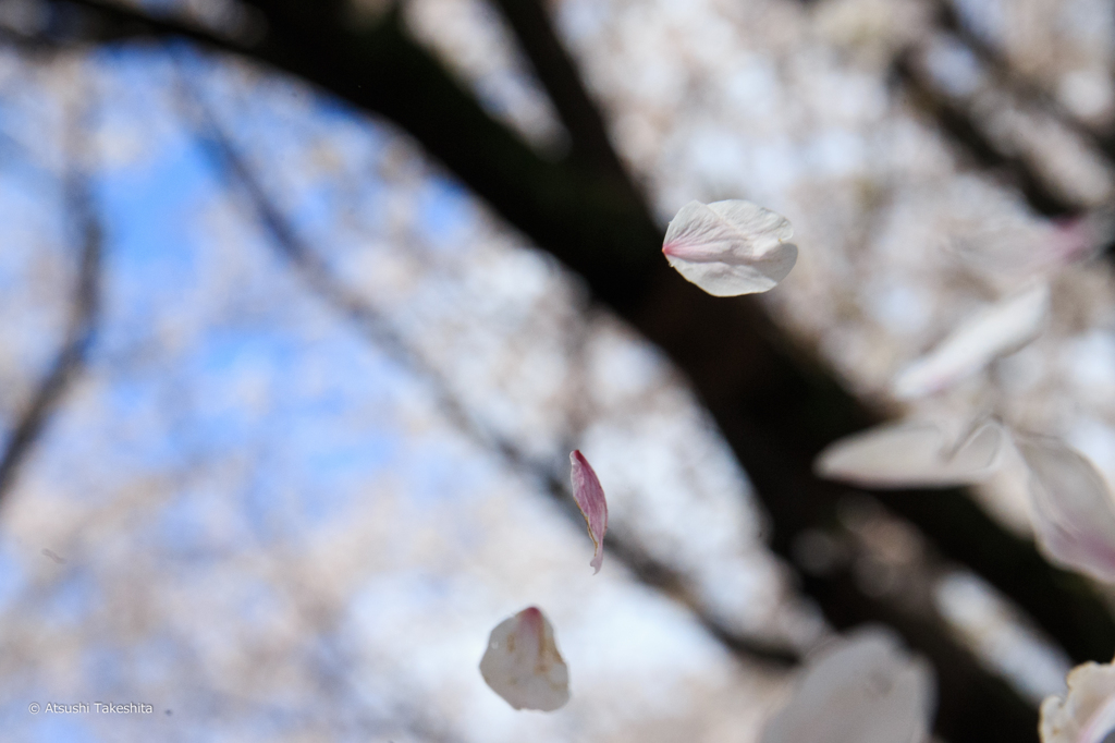 桜ひとひら