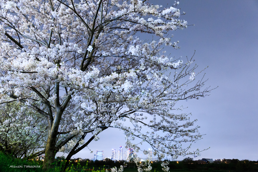 夜桜多摩川河川敷