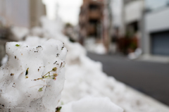 東京残雪