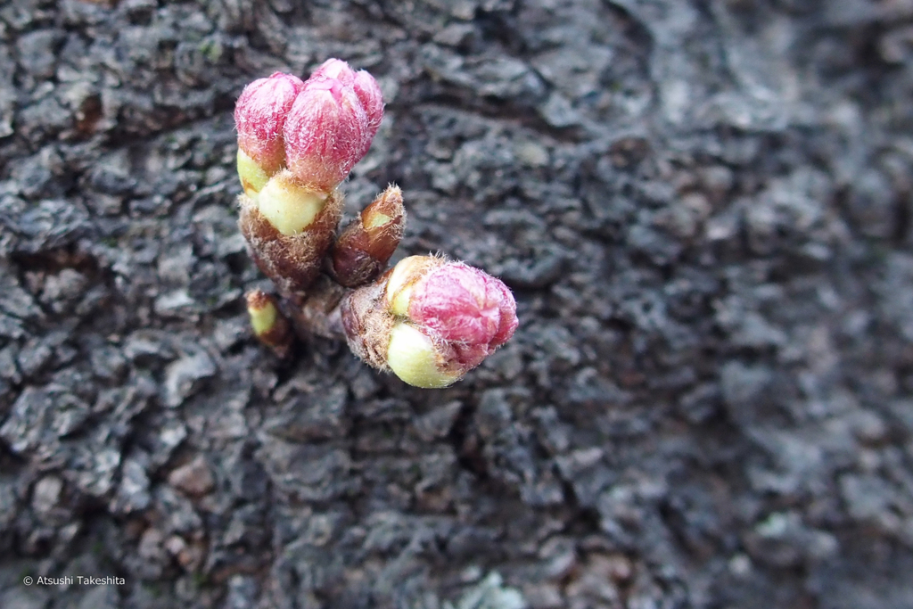 桜幹からつぼみ