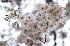 桜咲く雨の中