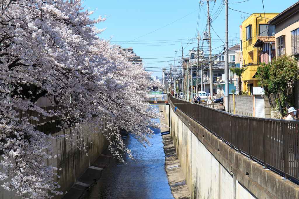東京呑川108日目の桜