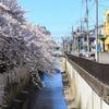 東京呑川108日目の桜