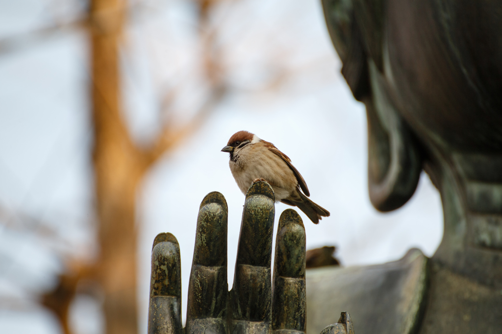 不謹慎なスズメ