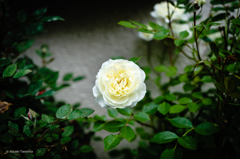 白き美しき薔薇