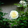 白き美しき薔薇
