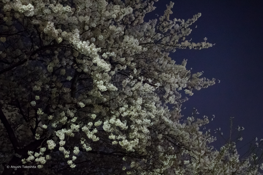 近所で夜桜