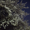 近所で夜桜