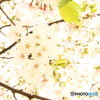 曇り空の桜