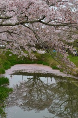 篠山の桜2