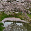 篠山の桜2