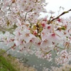 篠山の桜3